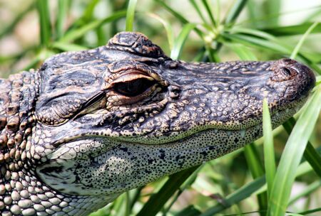 Young alligatorの写真素材