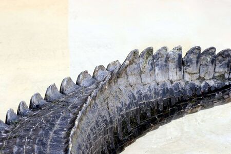 Alligator's tailの写真素材