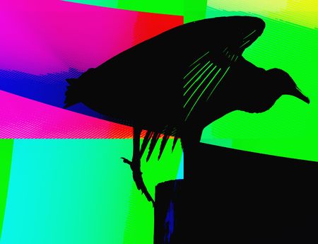 Bird silhouetteの写真素材