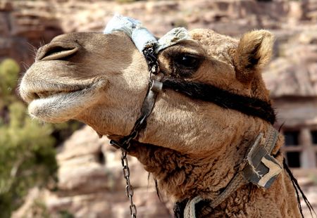 Camel portraitの写真素材
