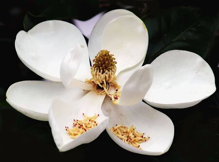 Fruit cone of southern magnolia tree flower -  magnolia grandiflora-の写真素材