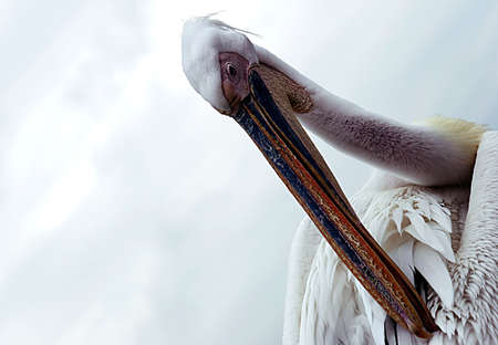 The sad pelicanの写真素材