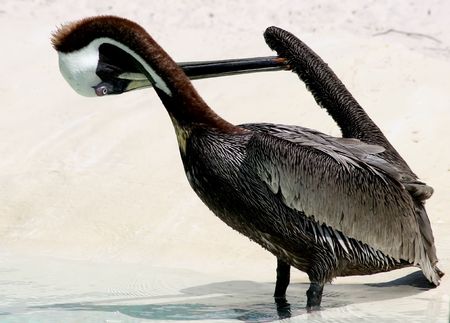 The brown pelican (Pelecanus occidentalis) favorite sport activityの写真素材