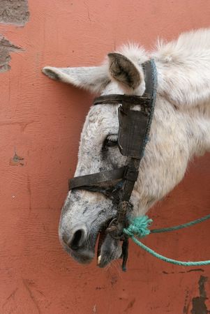 Morocco, urban donkey in Marrakeshの写真素材