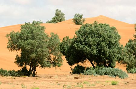 Morocco, trees on the sand dunes of the Erg Chebbi, Merzougaの写真素材