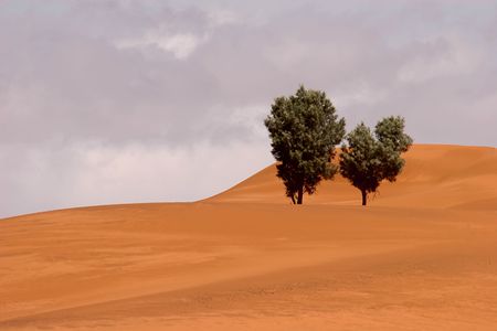 Morocco, trees on the sand dunes of the Erg Chebbi, Merzougaの写真素材