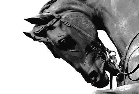 Horseの写真素材