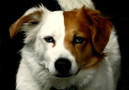 Blue eye dog portrait