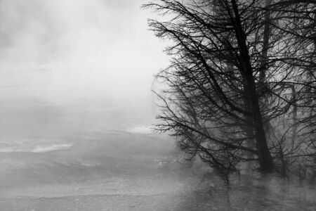 Trees in the fog, Yellowstone National Park, Usa