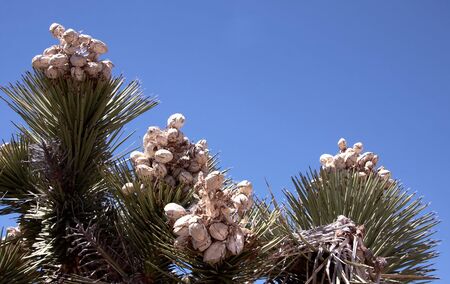 Fruits of the Joshua Tree (Yucca Brevifolia), Joshua Tree National Park, Mojave desert, California, USAの写真素材