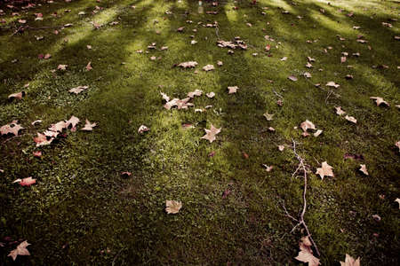 Autumn Leaves in a parkの写真素材