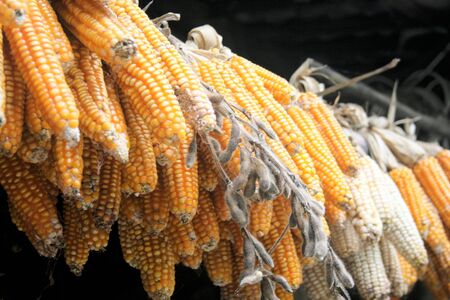 Dried corn hanging from roof.