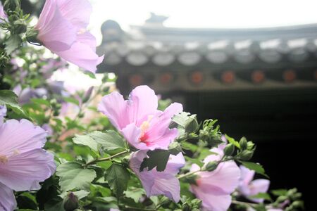 Rose of sharonの素材