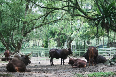 Buffalos in the zooの素材