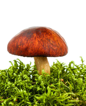 fresh forest mushroom in a green moss isolated on white backgroundの写真素材