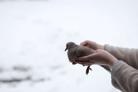 Woman holding weak Collared turtledove Streptopelia Decaocto in her hands.の写真素材