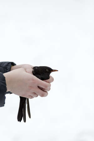 Weak Turdus Merula Common Blackbird in woman hands outdoor in winterの写真素材