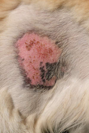 Skin disease of golden retriever dogの写真素材