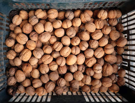 stacked juglans regia walnut in garden. Vegan foodの写真素材