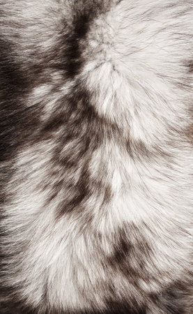 fur fox animal texture close-up