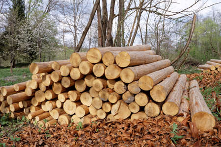 Spruce and pine wooden logs laying in the forestの写真素材