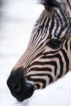 Close up profile shot of a baby zebra at the zooの写真素材