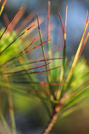 Green and orange pine needles macro