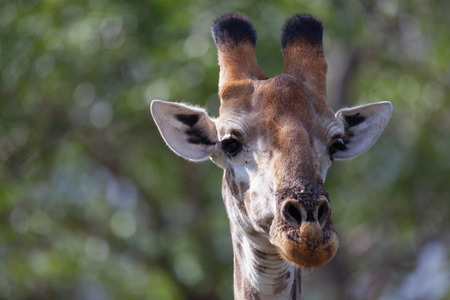 A giraffe in the wild in South Africaの写真素材
