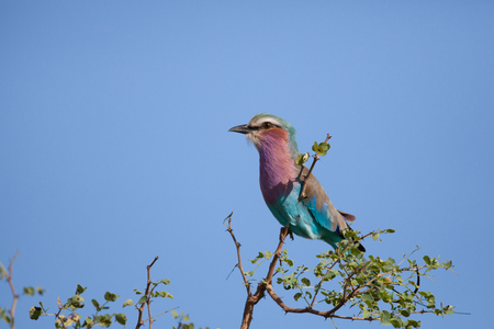 Lilac breasted roller sitting in a tree in South Africaの写真素材