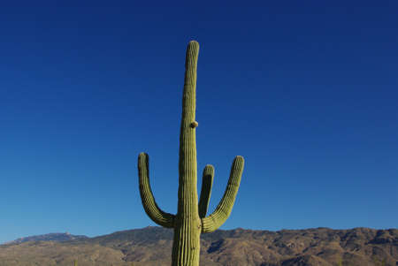 Big Saguaro, mountains and blue skySaguaro National Park, Arizonaの写真素材