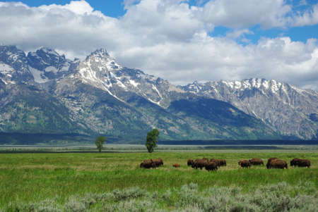 Buffalos and Grand Teton Mountains, Wyomingの写真素材
