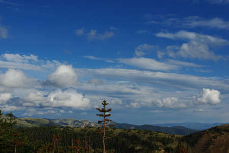 Tree and high Rockies near Cumberland Pass, Coloradoの写真素材