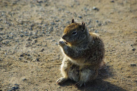 Eating squirrel, Californiaの写真素材