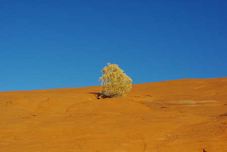 Lonely plant on orange rock plateau under blue sky, Devils Garden, Utah