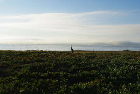Lonely crane on Pacific shore in the morning, Santa Barbara, Californiaの写真素材