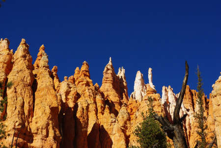 Dry tree and rock towers pointing to intense blue sky, Bryce Canyon, Utahの写真素材