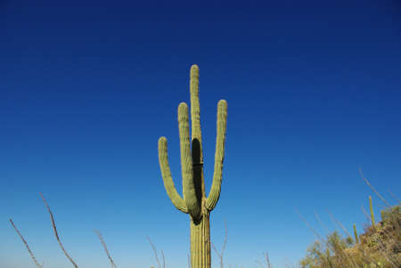 Saguaro and blue sky, Arizonaの写真素材