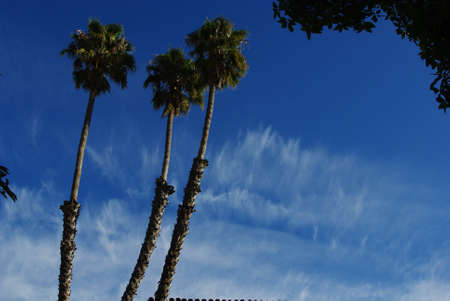 Palms and clouds, Santa Barbara, Californiaの写真素材