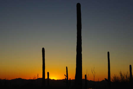 Saguaro sunset, Arizonaの写真素材