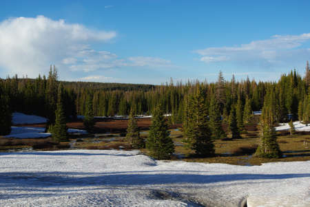 Snow and beautiful forest, Medicine Bow Mountains, Wyomingの写真素材