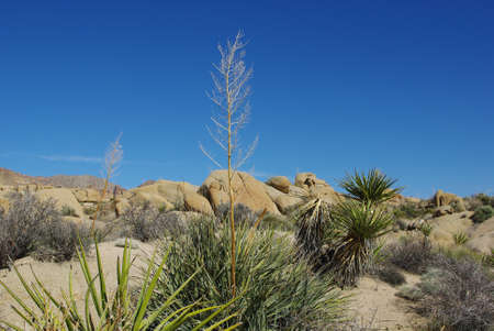 Desert plants and rocks under blue sky, Californiaの写真素材