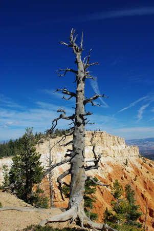 Bryce impression, Utahの写真素材