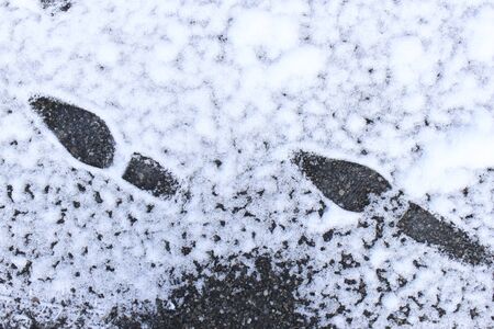 foot print in the snowの写真素材