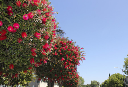 red flowers on trees in Californiaの写真素材