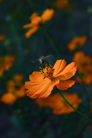 Bee taking flight in Cosmea flowerの写真素材