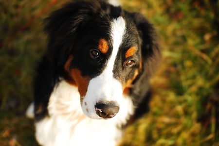 calm and sitting dog (Bernese Mountain) looking up at his master and waiting for playing or taking a walk with him in the garden の写真素材