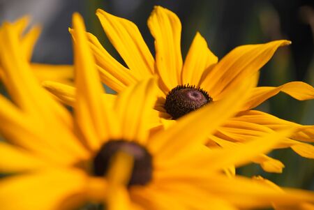 close up to two nice yellow flowersの写真素材