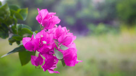 Pink bougainvillea blooming on the tree  with a green meadow background