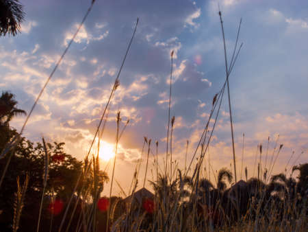Field grass and the sunset and sky  background