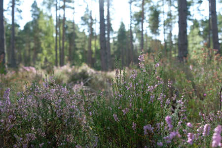 Heather and pinesの写真素材